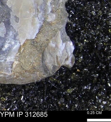 Phelopteria linguaeformis