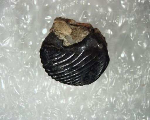 Ptilodus