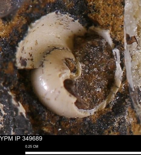 undet. Gastropoda