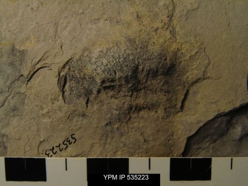 undet. Favositidae