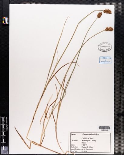 Carex crawfordii
