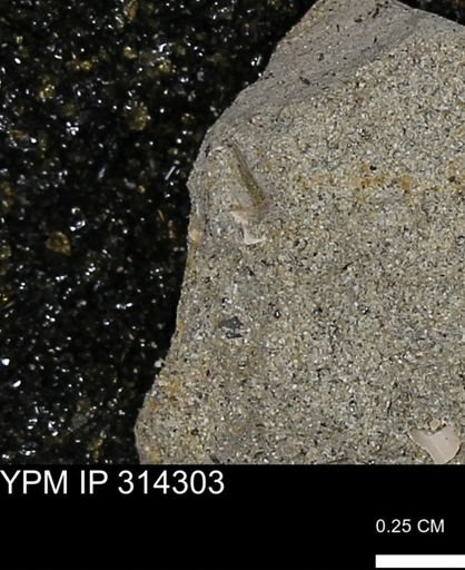 undet. Mollusca