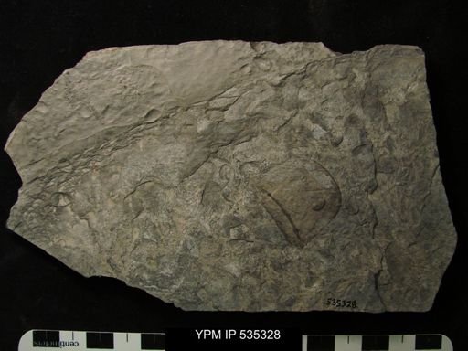 Eurypterida
