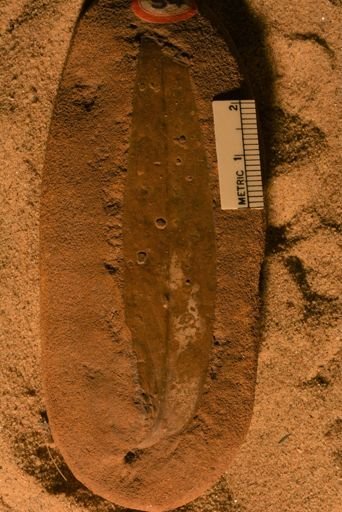 Andromeda pfaffiana