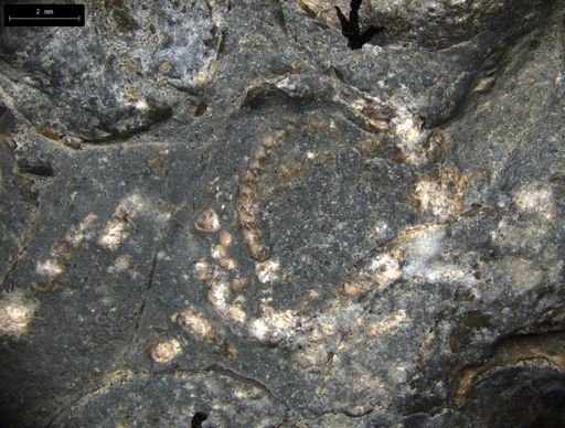 Aplocoma damesii