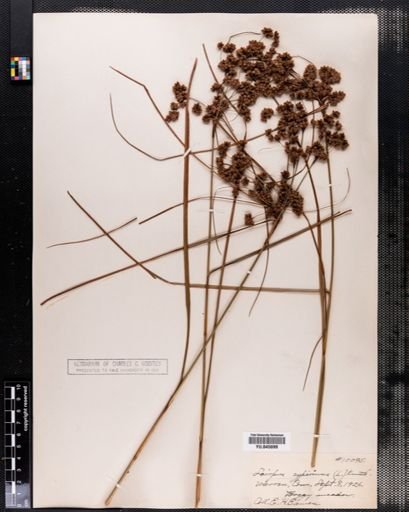 Scirpus cyperinus