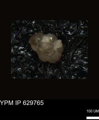 undet. Foraminiferida