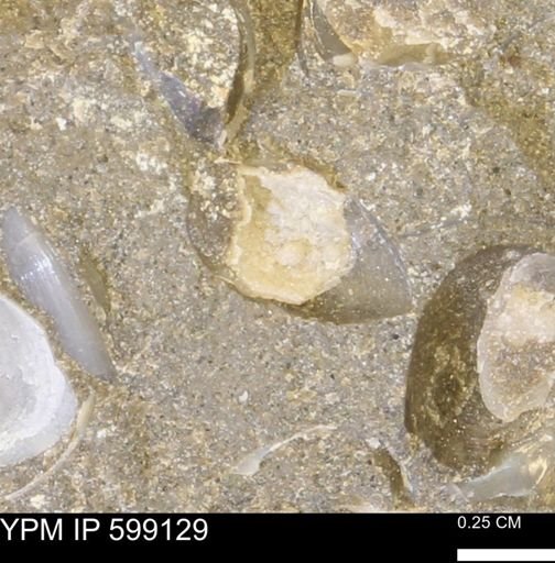 undet. Bryozoa