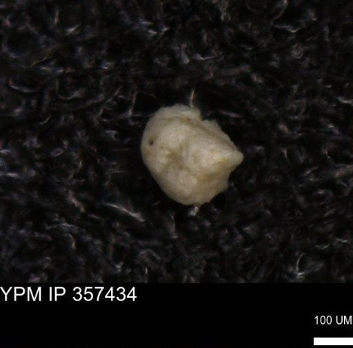undet. Foraminiferida