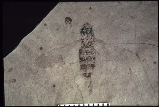Hirmoneura vulcanica