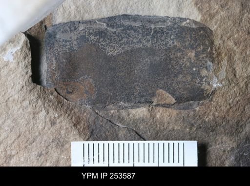 Paracarcinosoma scorpionis