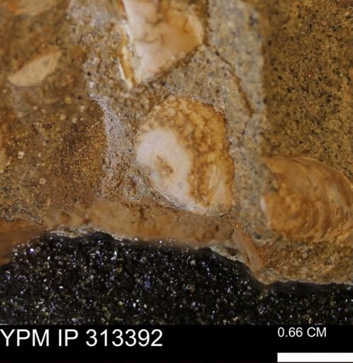 Corbicula sp.