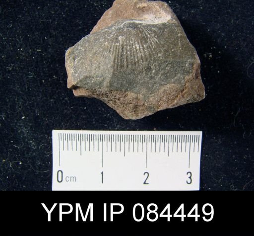 Orthostrophia dartae