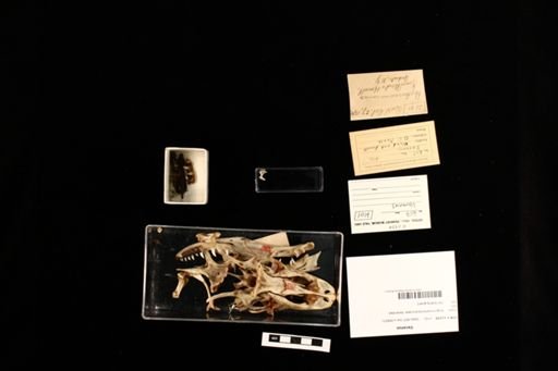 Varanus