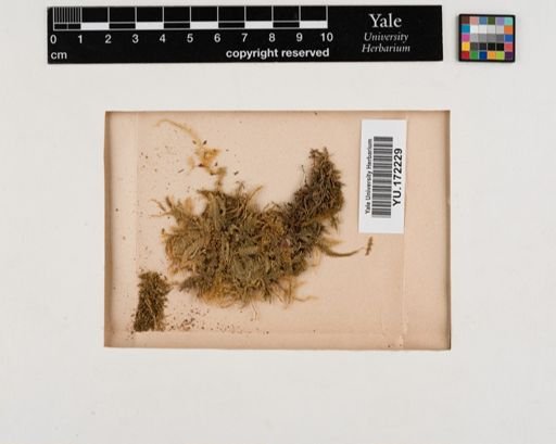 Plantae