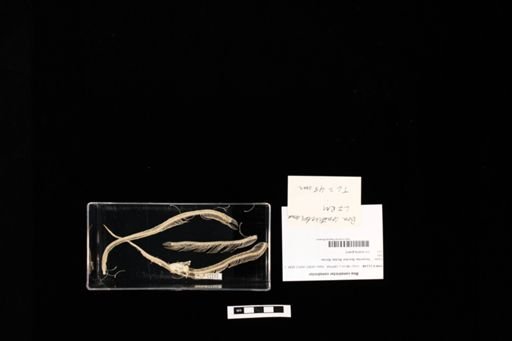 Boa constrictor constrictor