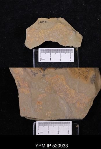 undet. Porifera