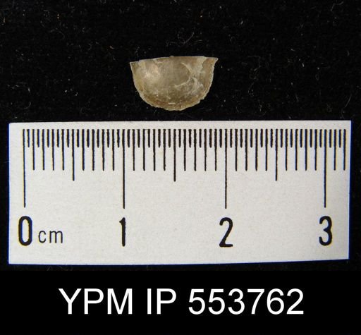 undet. Sowerbyellidae