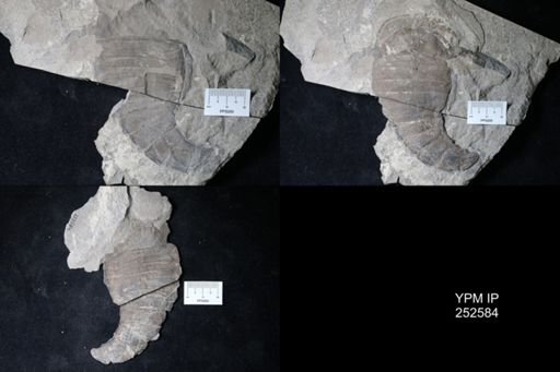 undet. Eurypterida