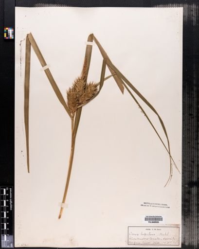 Carex lupulina