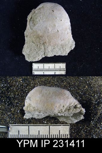 Linoproductus insinuatus