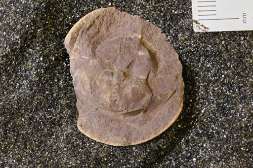 Euproops danae