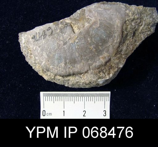 undet. Strophomenida