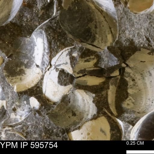 Protocardia sp.