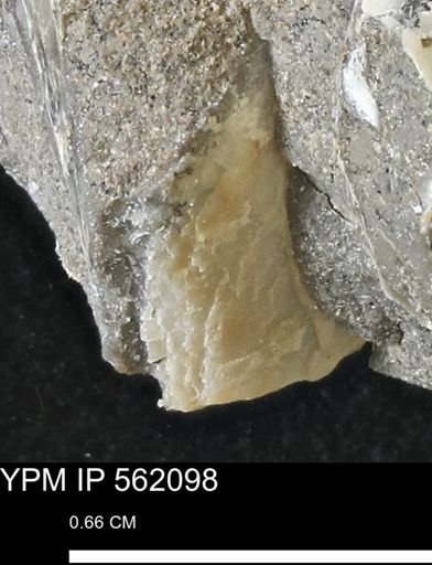 undet. Mollusca