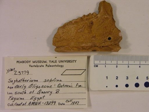 Saghatherium sobrina