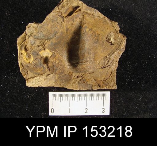 Athyris undata