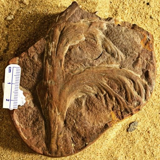 Aphlebia