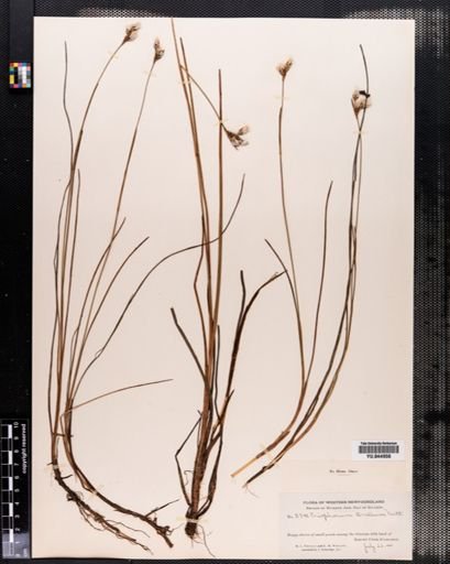 Eriophorum tenellum