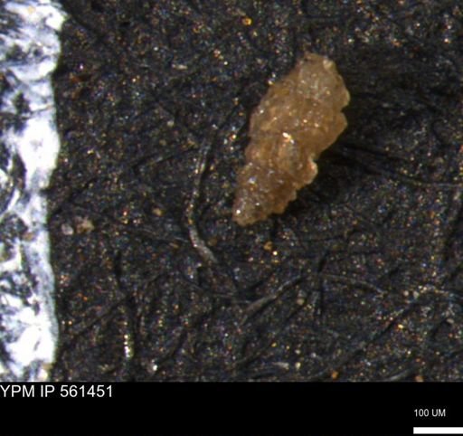Verneuilinoides hectori