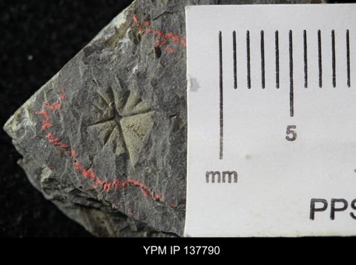 Eocystites primaevus