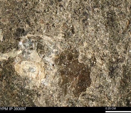 Scaphites sp.