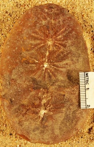 Annularia
