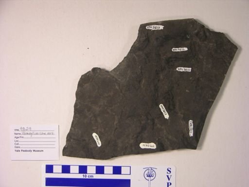 cf. Jamoytius