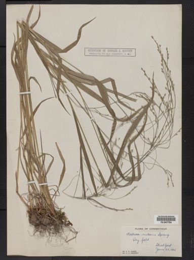 Festuca subverticillata
