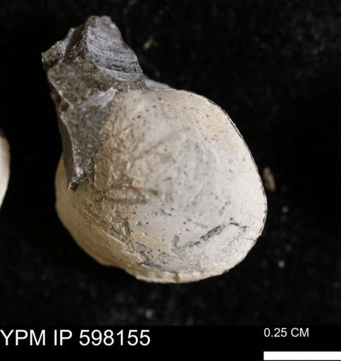 Limopsis striatopunctatus