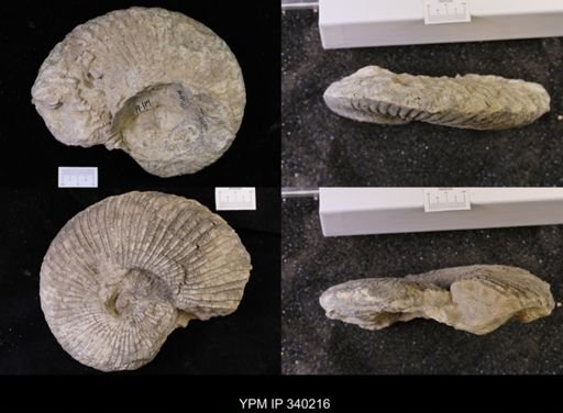 Oxytropidoceras sp.