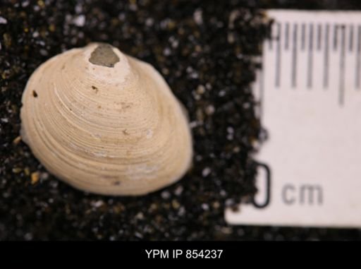 Limopsis striatopunctatus