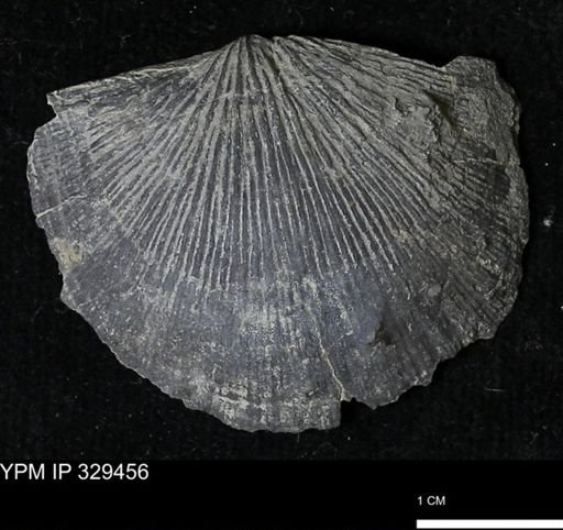 Stropheodonta demissa