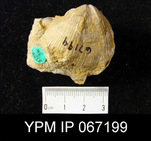 Spirifer sp.