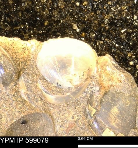 undet. Bryozoa