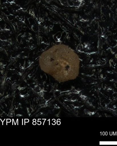 undet. Foraminiferida