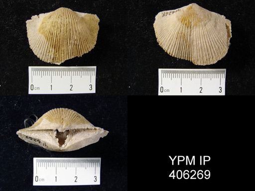 Hebertella sinuata