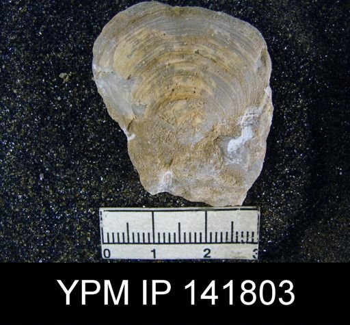 Athyris cf. subexpansa