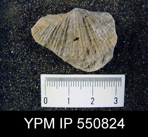 undet. Spiriferoidea