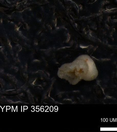 undet. Foraminiferida